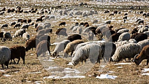 Sheeps graze on the Alpine slopes of high mountains of the Caucasus in the late autumn.