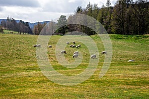 Sheeps graze in a field outside of Balmoral Castle, Scotland