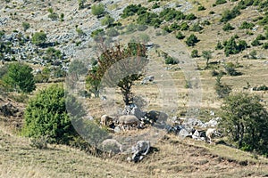 Sheeps graze on a meadow of mountain at sunset of Greece.