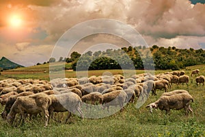 Sheeps graze on a meadow of mountain at sunset of Greece.