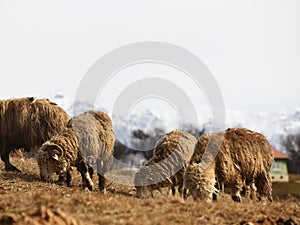 Sheeps graze in the spring meadows among the mountains.