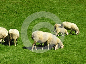 Sheeps grazing