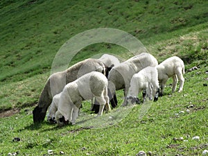 Sheeps grazing