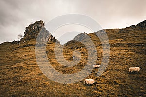 Sheeps grazing in Fairy Glan near Uig village. Isle of Skye, Scotland