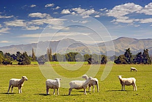 Sheeps grazing on farmland in New Zealand