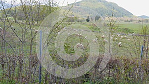 Sheeps grazing in the field of the village of Smiljan Nikola Tesla birthplace