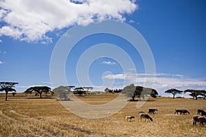 Sheeps Grazing Fields Meadows Kenyan Landscape Nature Grassland In Narok County Kenya East Africa