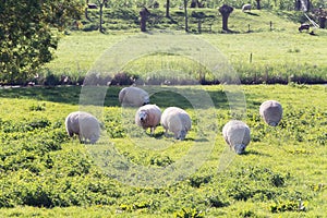 Sheeps grazing in the floodplains of the river Linge in the Betuwe region photo