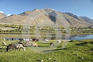 Sheeps grazing on a hill