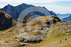 Sheeps grazing on Mangart saddle in Slovenia in Autumn