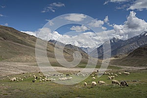 Sheeps Grazing near  Chandrataal lake in Spiti Valley, Himachal Pradesh,India