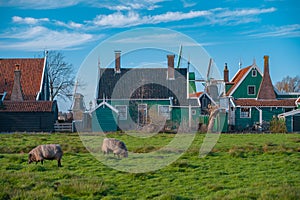 Sheeps grazing near traditional old country farm house in the museum village of Zaanse Schans, Netherlands