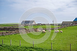Sheeps grazing next to a farm on a meadow, Orkney Island, Kirkwall, Scotland