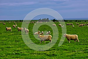 Sheeps grazing outdoor green grass