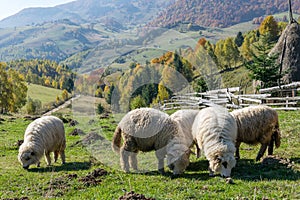 Sheeps grazing in a traditional Romanian mountain village