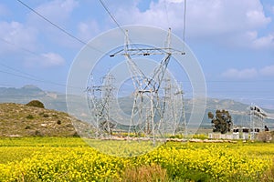 Sheeps grazing under power line