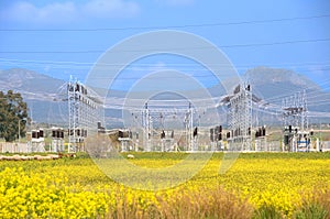 Sheeps grazing under power line in foothills