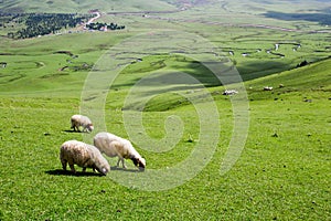 Sheeps are in the green highland landscape