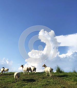 Sheeps in green hight mountain with blue sky beatiful white cloud