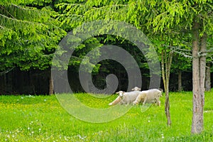 Sheeps on green meadow