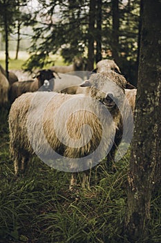 Sheeps group and lambs on a meadow in forest