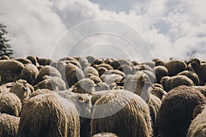 Sheeps group and lambs on a meadow in forest