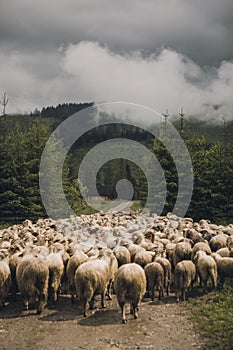 Sheeps group and lambs on a meadow with green grass