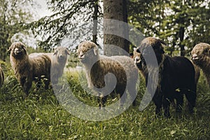 Sheeps group and lambs on a meadow with green grass