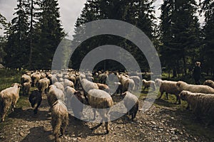 Sheeps group and lambs on a meadow with green grass