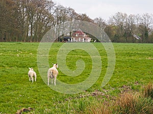 Sheeps that have been shaved