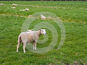 Sheeps that have been shaved