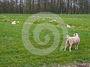 Sheeps that have been shaved