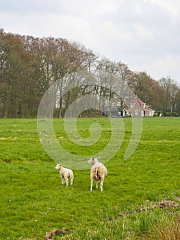 Sheeps that have been shaved