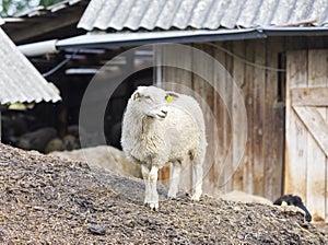 Sheeps on hay in front of a barn