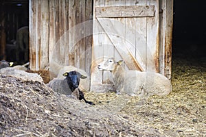 Sheeps on hay in front of a barn