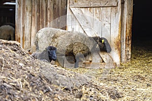 Sheeps on hay in front of a barn