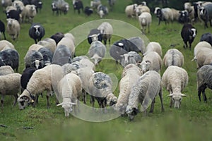 Sheeps herd on the pasture