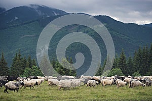 Sheeps herd on the pasture