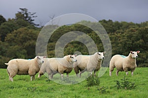 Sheeps in highland