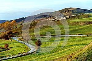 Sheeps on a hill in Viscri