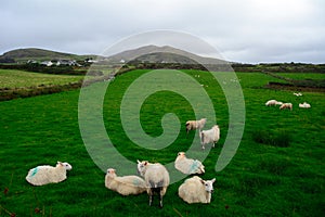 Sheeps, Kerry, Ireland