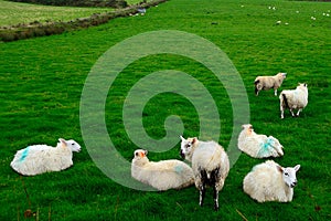 Sheeps, Kerry, Ireland