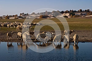 Sheeps by the lake