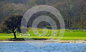 Sheeps in Lake District