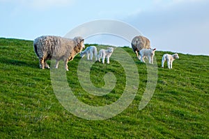 Sheeps and Lambs on