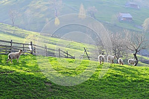 Sheeps and lambs - Farm animals photo