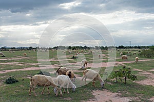 Sheeps or lambs live in the farm at dry land part 2