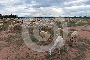 Sheeps or lambs live in the farm at dry land part 7