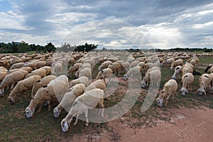Sheeps or lambs live in the farm at dry land part 8