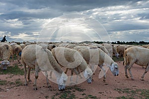 Sheeps or lambs live in the farm at dry land part 9